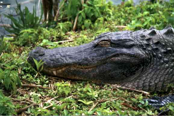 Florida Foto Galerie