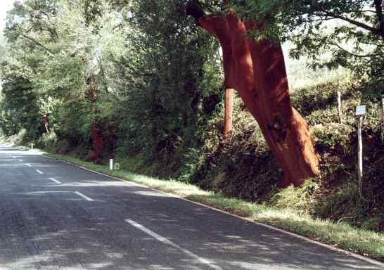 Toskana Foto Galerie
